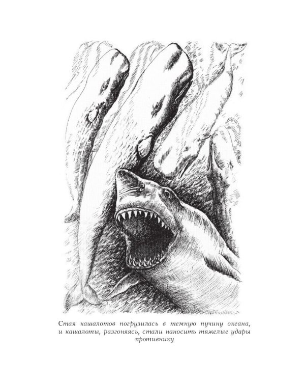 MTA IV. Путешествия капитана Александра. Киты и люди