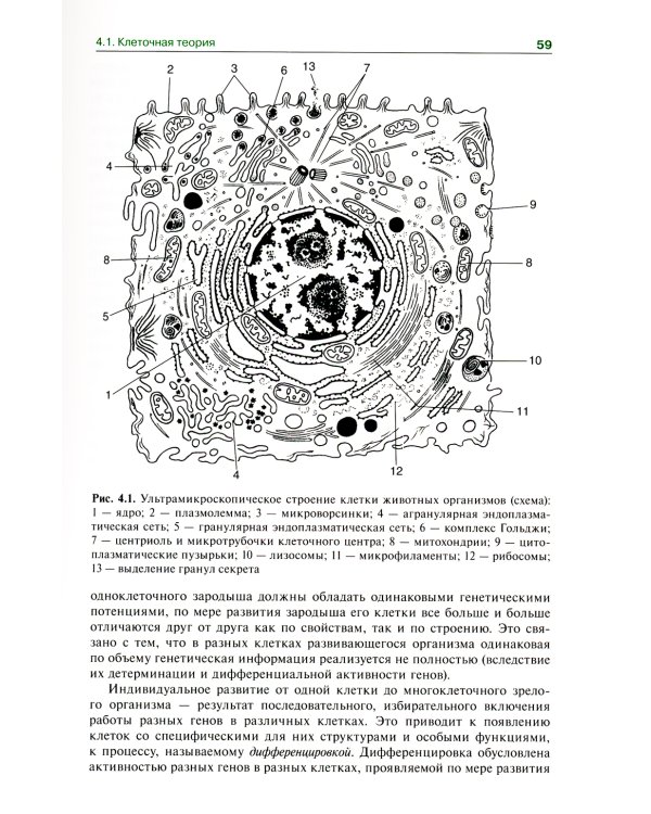 Гистология, эмбриология, цитология: Учебник. 7-е изд., перераб. и доп