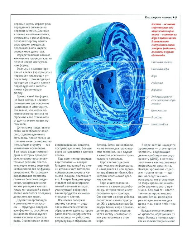 Анатомический атлас