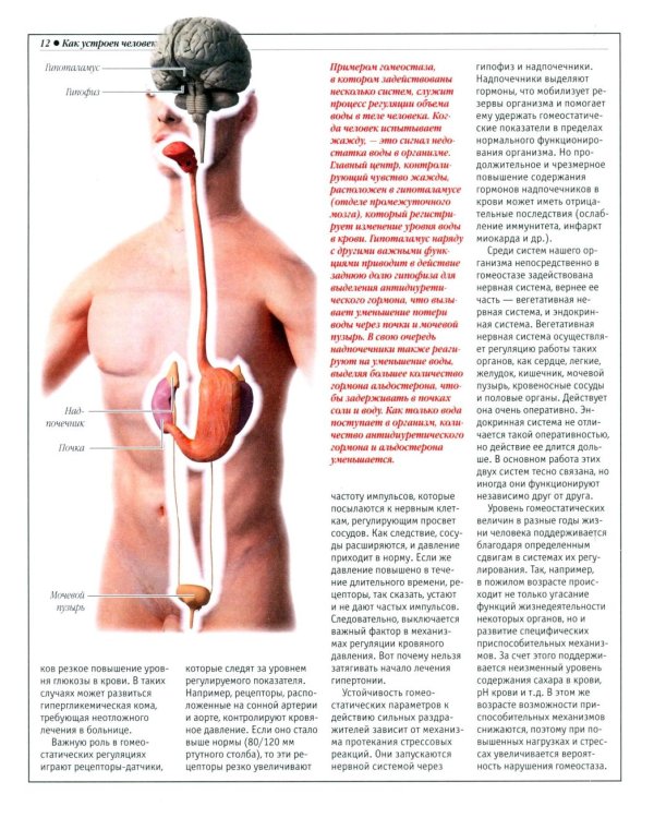 Анатомический атлас