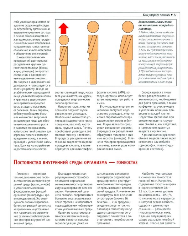 Анатомический атлас