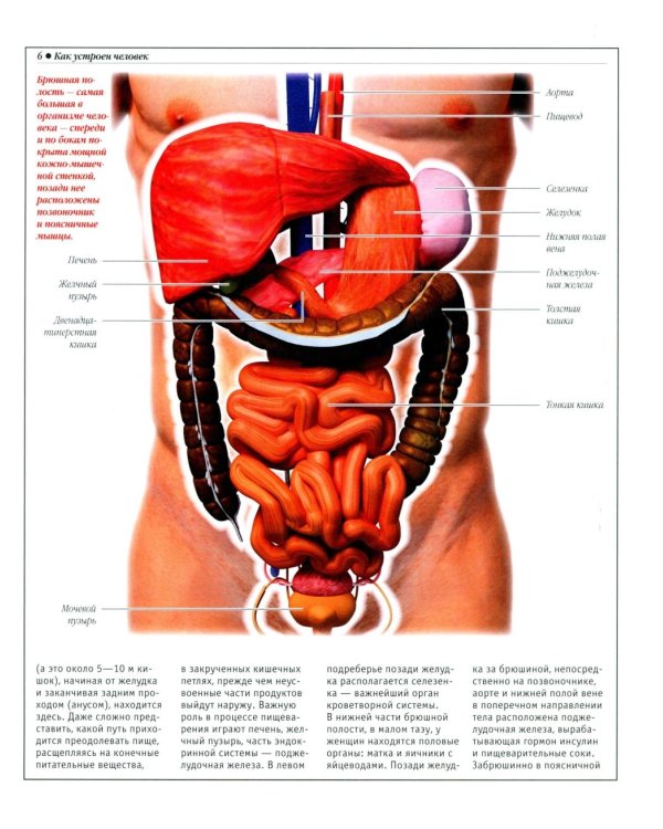Анатомический атлас