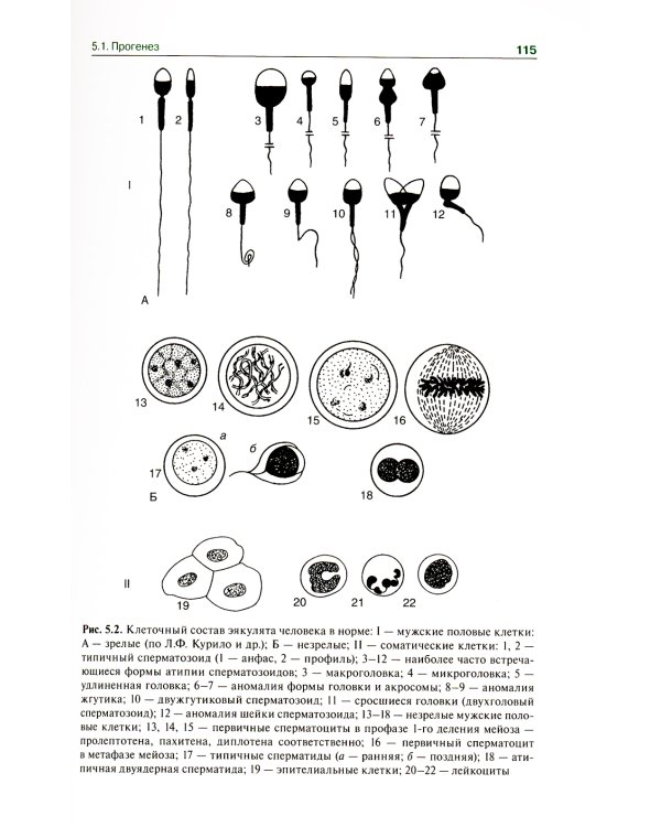 Гистология, эмбриология, цитология: Учебник. 7-е изд., перераб. и доп