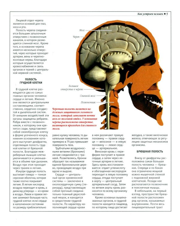 Анатомический атлас