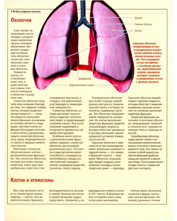 Анатомический атлас