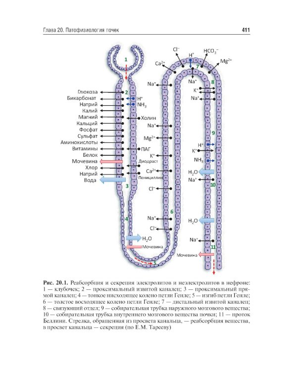 Патофизиология: Учебник. В 2 т. Т. 2. 5-е изд., перераб. и доп