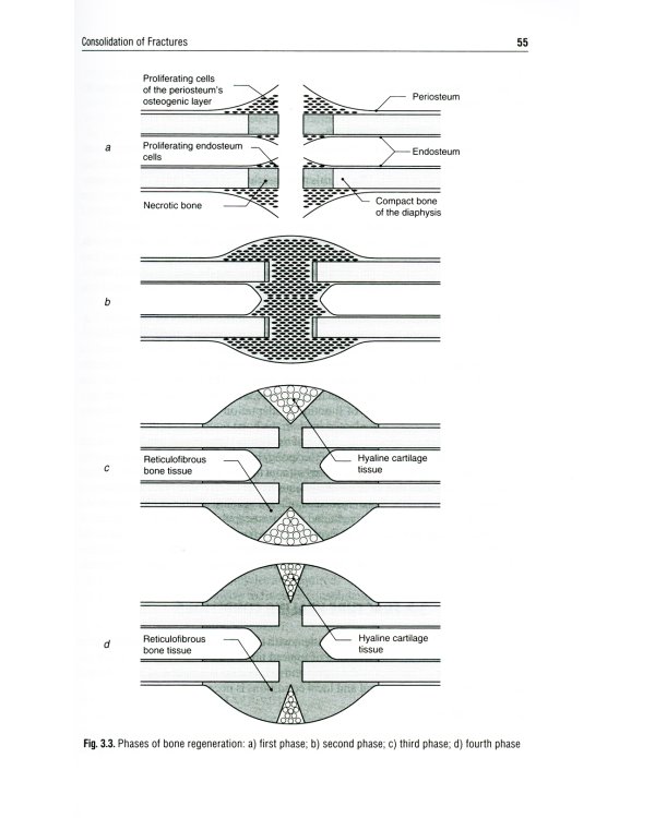 Traumatology and Orthopedics = Травматология и ортопедия: textbook. (кн. на англ. яз.)