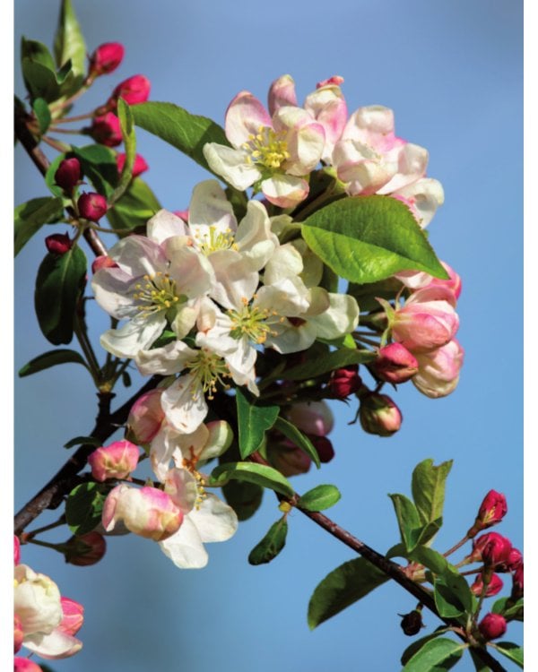 Природа. Большая энциклопедия для маленьких