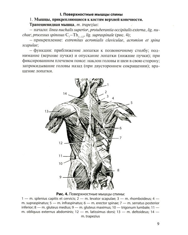 Анатомия мышечной системы (мышцы, фасции и топография): Учебное пособие. 16-е изд., перераб. и доп