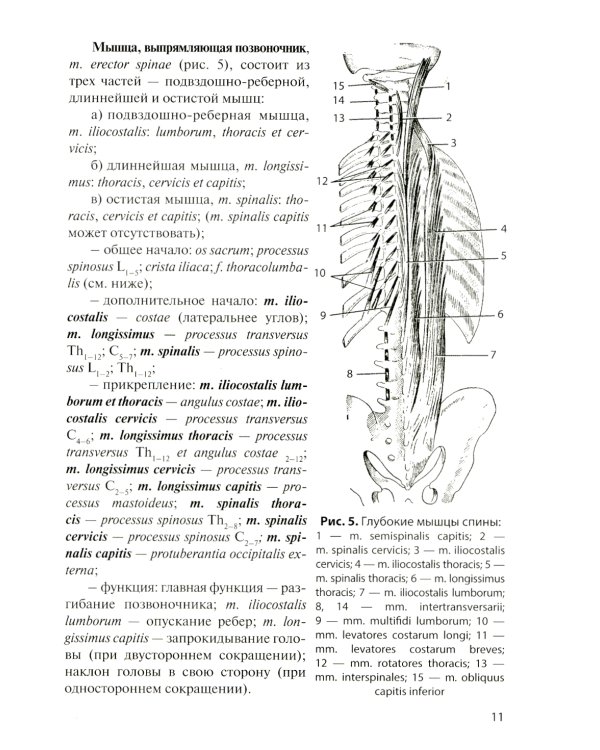 Анатомия мышечной системы (мышцы, фасции и топография): Учебное пособие. 16-е изд., перераб. и доп