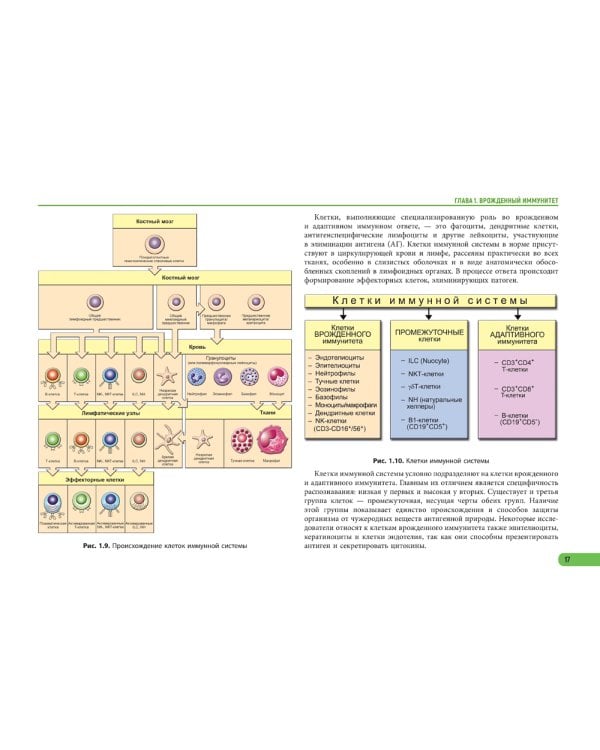 Иммунология. Атлас. 2-е изд., обновл