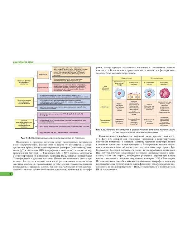 Иммунология. Атлас. 2-е изд., обновл
