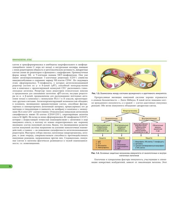 Иммунология. Атлас. 2-е изд., обновл