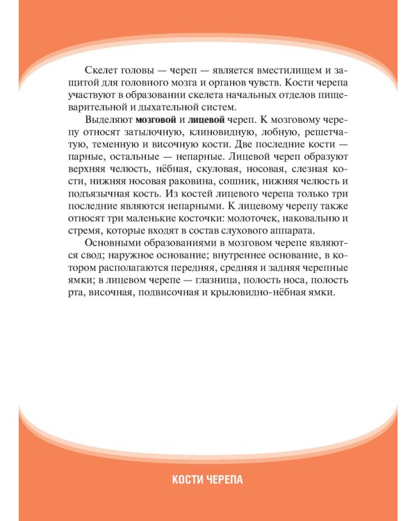Анатомия человека. Кости черепа. Карточки + кольцо для стяжки карточек: наглядное учебное пособие