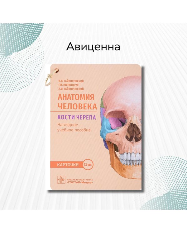 Анатомия человека. Кости черепа. 23 карточки