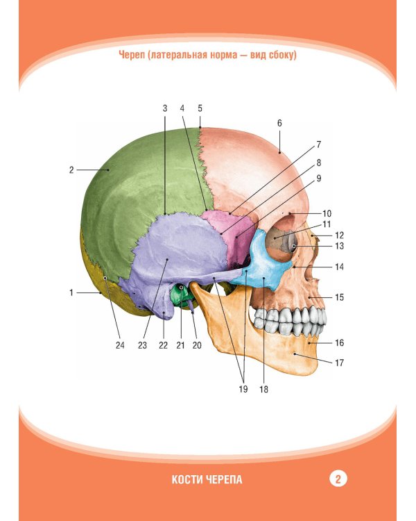 Анатомия человека. Кости черепа. Карточки + кольцо для стяжки карточек: наглядное учебное пособие