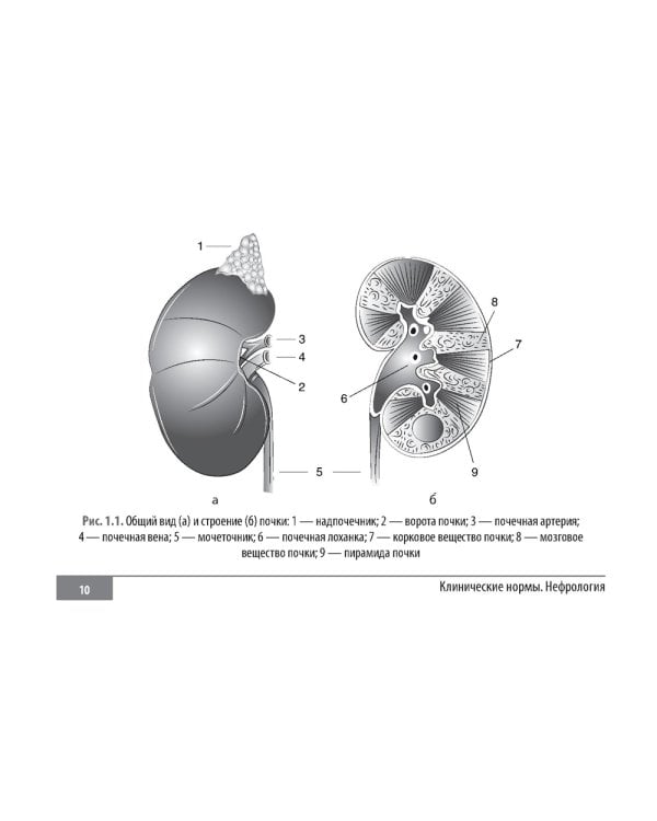 Клинические нормы. Нефрология