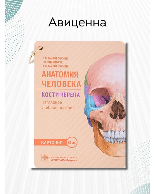 Анатомия человека. Кости черепа. 23 карточки