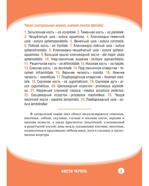 Анатомия человека. Кости черепа. Карточки + кольцо для стяжки карточек: наглядное учебное пособие
