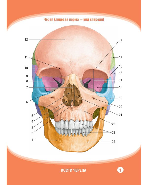 Анатомия человека. Кости черепа. Карточки + кольцо для стяжки карточек: наглядное учебное пособие
