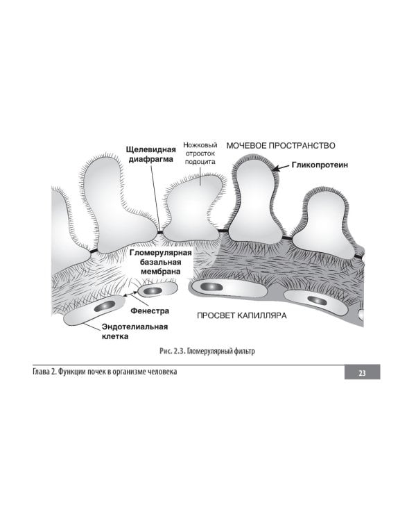 Клинические нормы. Нефрология