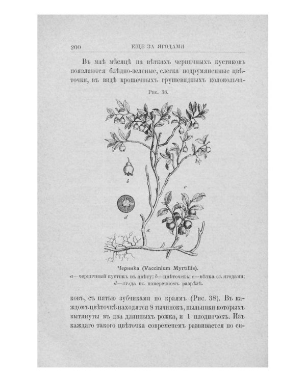 Из зеленого царства (репринтное издание)