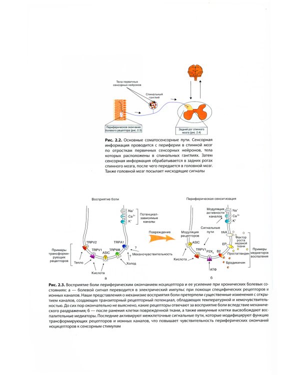 Основы медицины боли: руководство