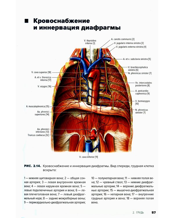 Атлас анатомии для стоматологов. В 2 т.Т. 1: Общая анатомия. Голова