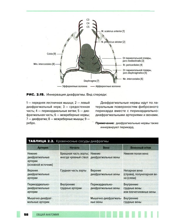 Атлас анатомии для стоматологов. В 2 т.Т. 1: Общая анатомия. Голова