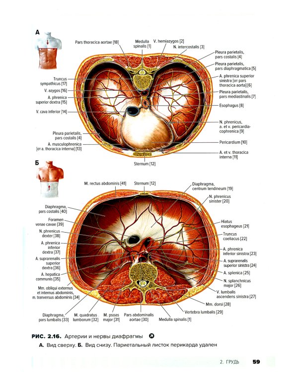 Атлас анатомии для стоматологов. В 2 т.Т. 1: Общая анатомия. Голова