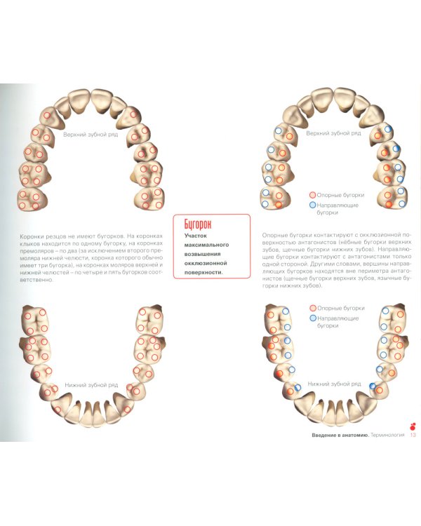 Руководство по адгезивной стоматологии. Ключевые аспекты успешной реставрации зубов