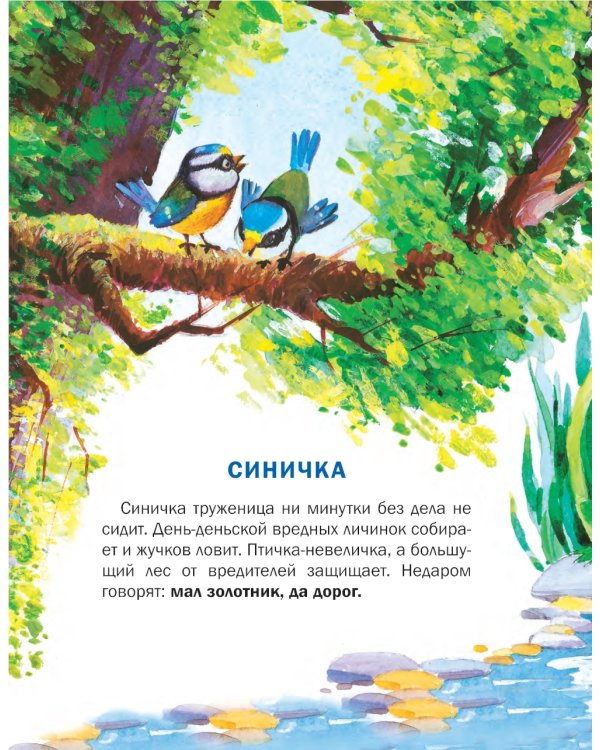 Познавайка