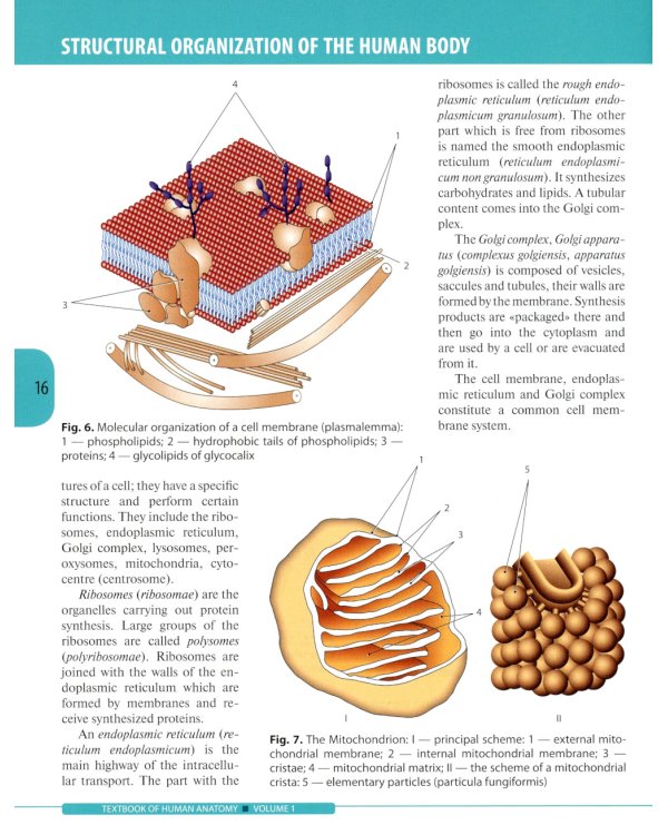 Textbook of Human Anatomy. In 3 vol. Vol. 1. Locomotor apparatus = Анатомия человека: Учебник на английском языке