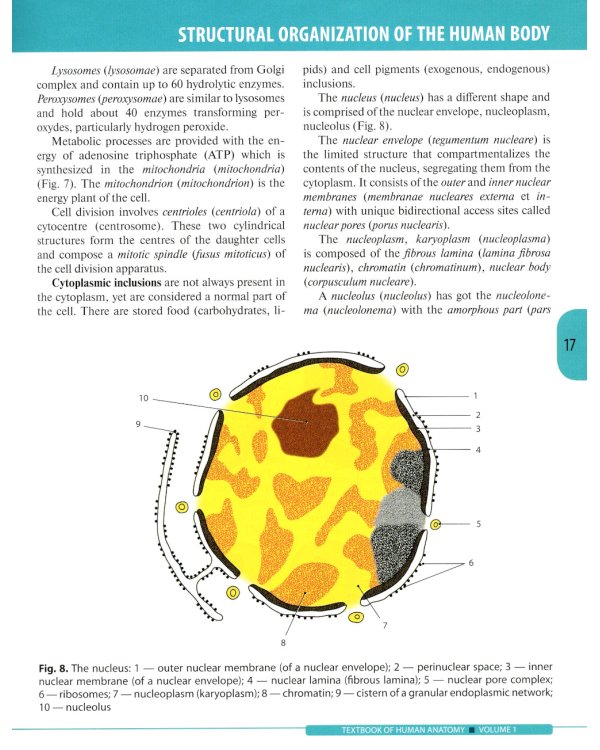 Textbook of Human Anatomy. In 3 vol. Vol. 1. Locomotor apparatus = Анатомия человека: Учебник на английском языке