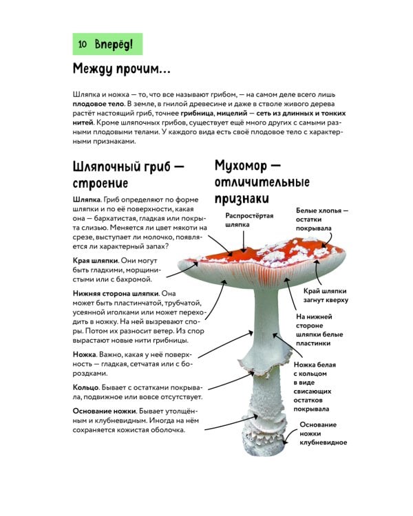 Грибы. Краткий иллюстрированный справочник