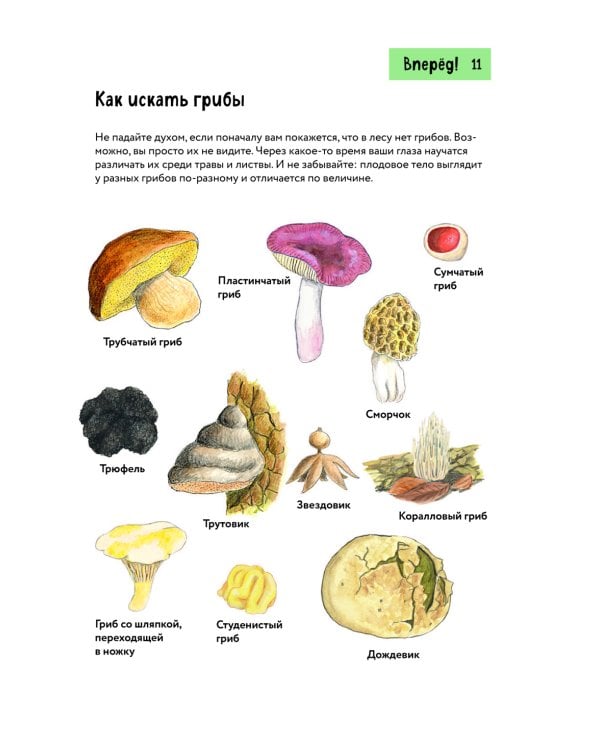 Грибы. Краткий иллюстрированный справочник
