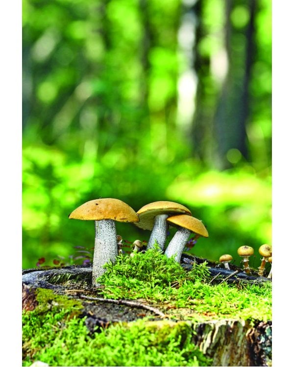 Грибы. Краткий иллюстрированный справочник