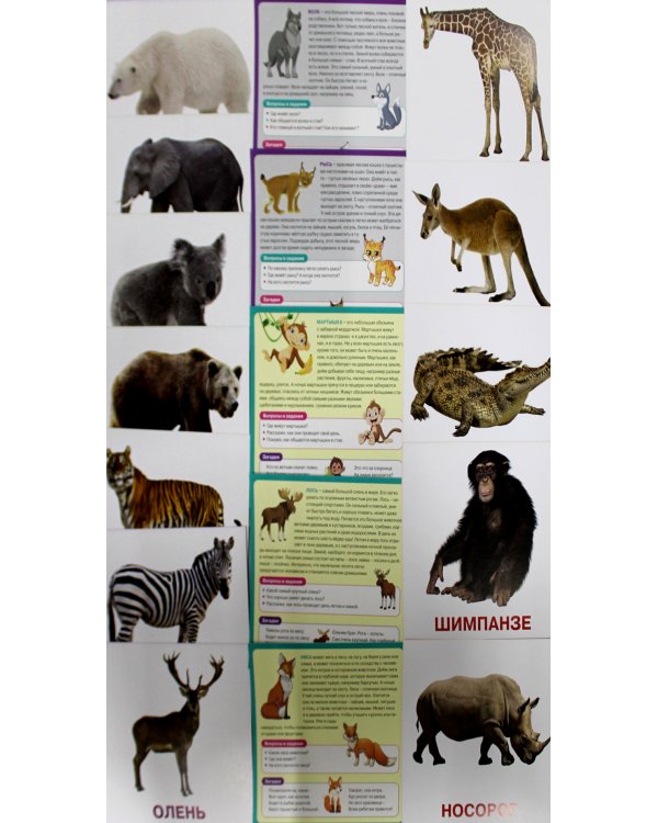 Животные мира. Развивающие карточки для детей. 20 карточек