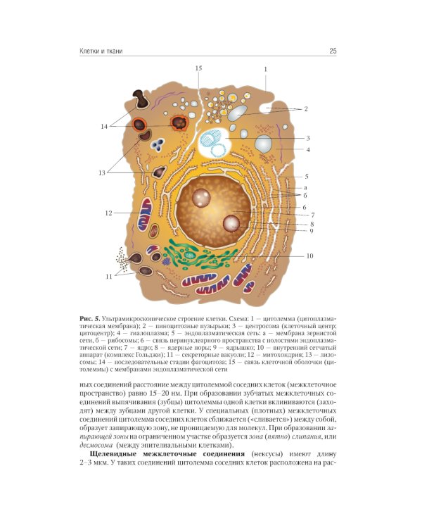 Анатомия человека: Учебник. В 2-х томах. Т. 1