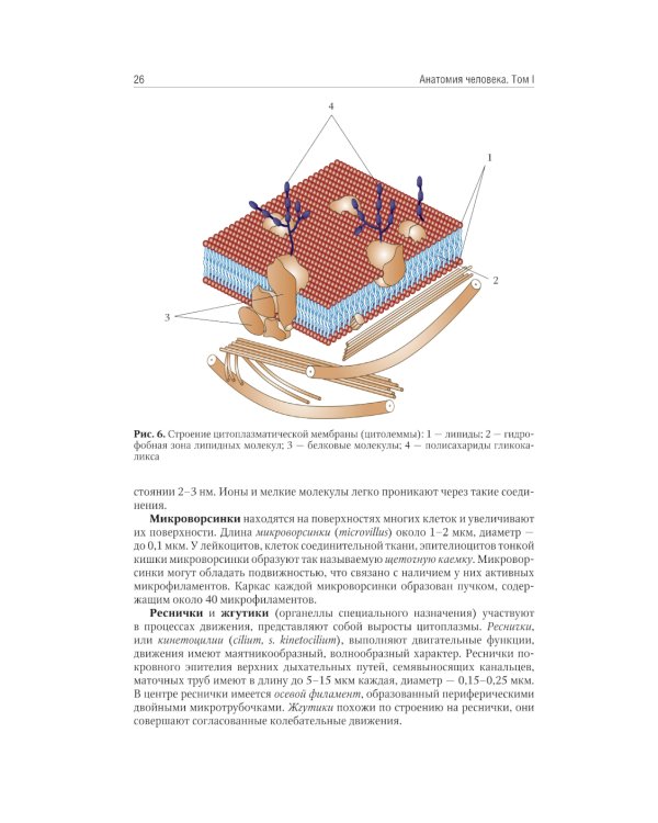 Анатомия человека: Учебник. В 2-х томах. Т. 1