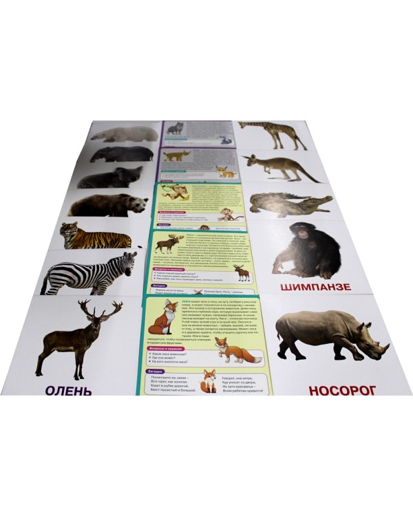 Животные мира. Развивающие карточки для детей. 20 карточек