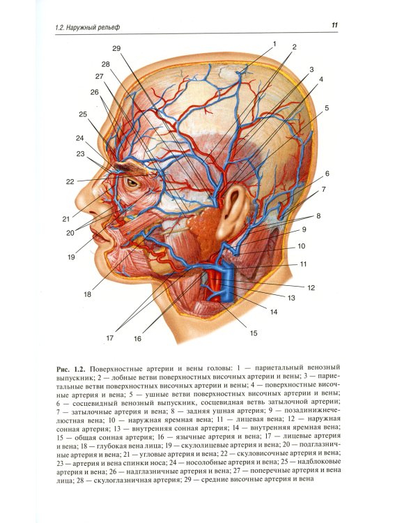 Функциональная и клиническая анатомия органа зрения: руководство для офтальмологов и офтальмохирургов. 2-е изд., перер