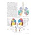 Практическое руководство по торакальной хирургии