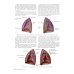 Практическое руководство по торакальной хирургии