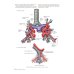 Практическое руководство по торакальной хирургии