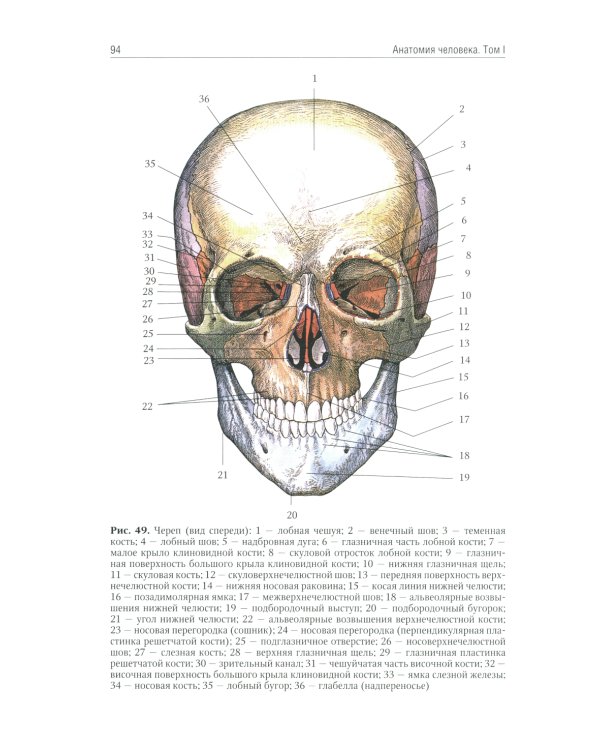 Анатомия человека: Учебник. В 2 т. Т. 1