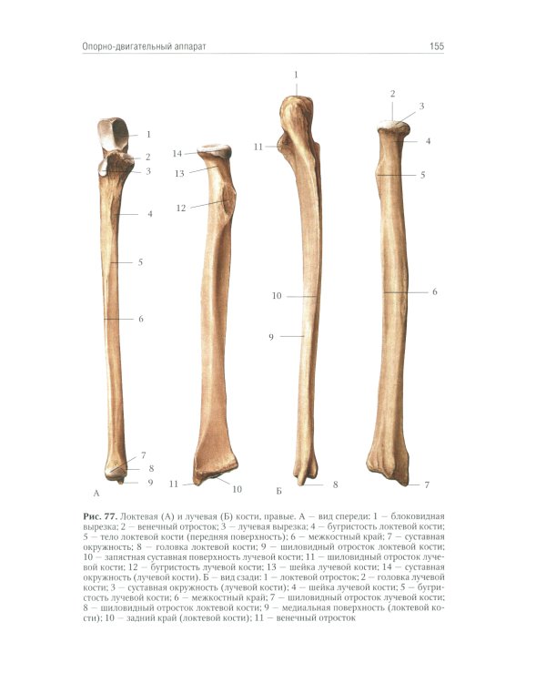 Анатомия человека: Учебник. В 2 т. Т. 1