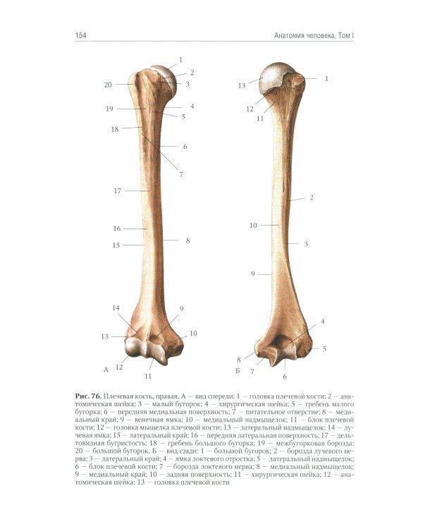 Анатомия человека: Учебник. В 2 т. Т. 1