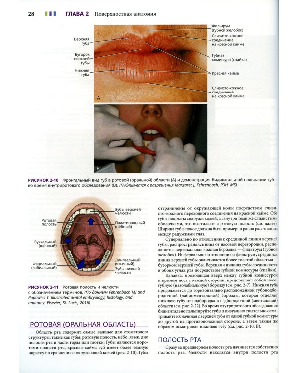 Иллюстрированная анатомия головы и шеи. 5-е изд