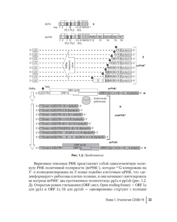 COVID-19: от этиологии до вакцинопрофилактики: руководство для врачей